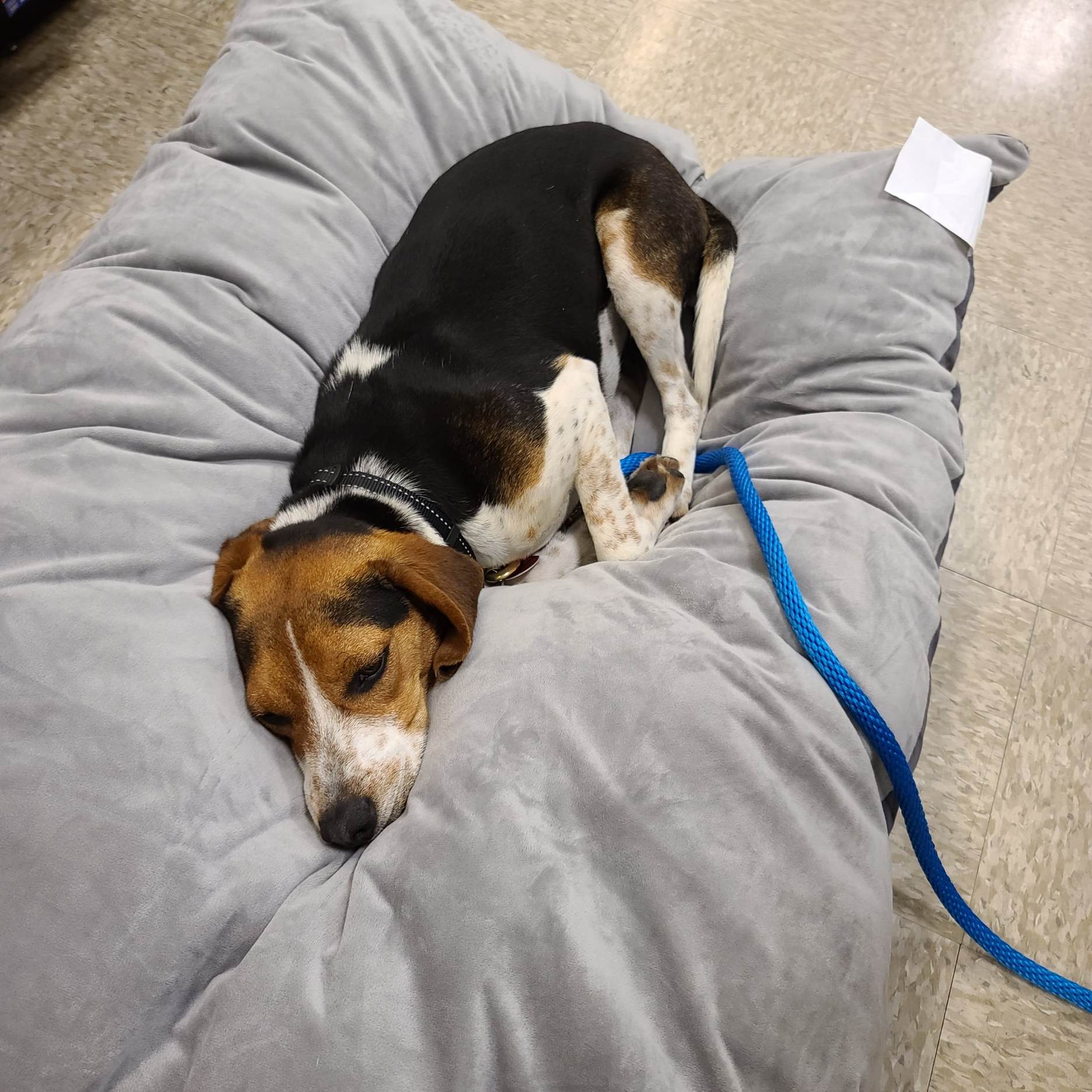 A beagle is lying comfortably on a large, soft gray cushion, with a blue leash attached to its collar. The dog appears relaxed, resting its head on the cushion in an indoor setting with a tiled floor.