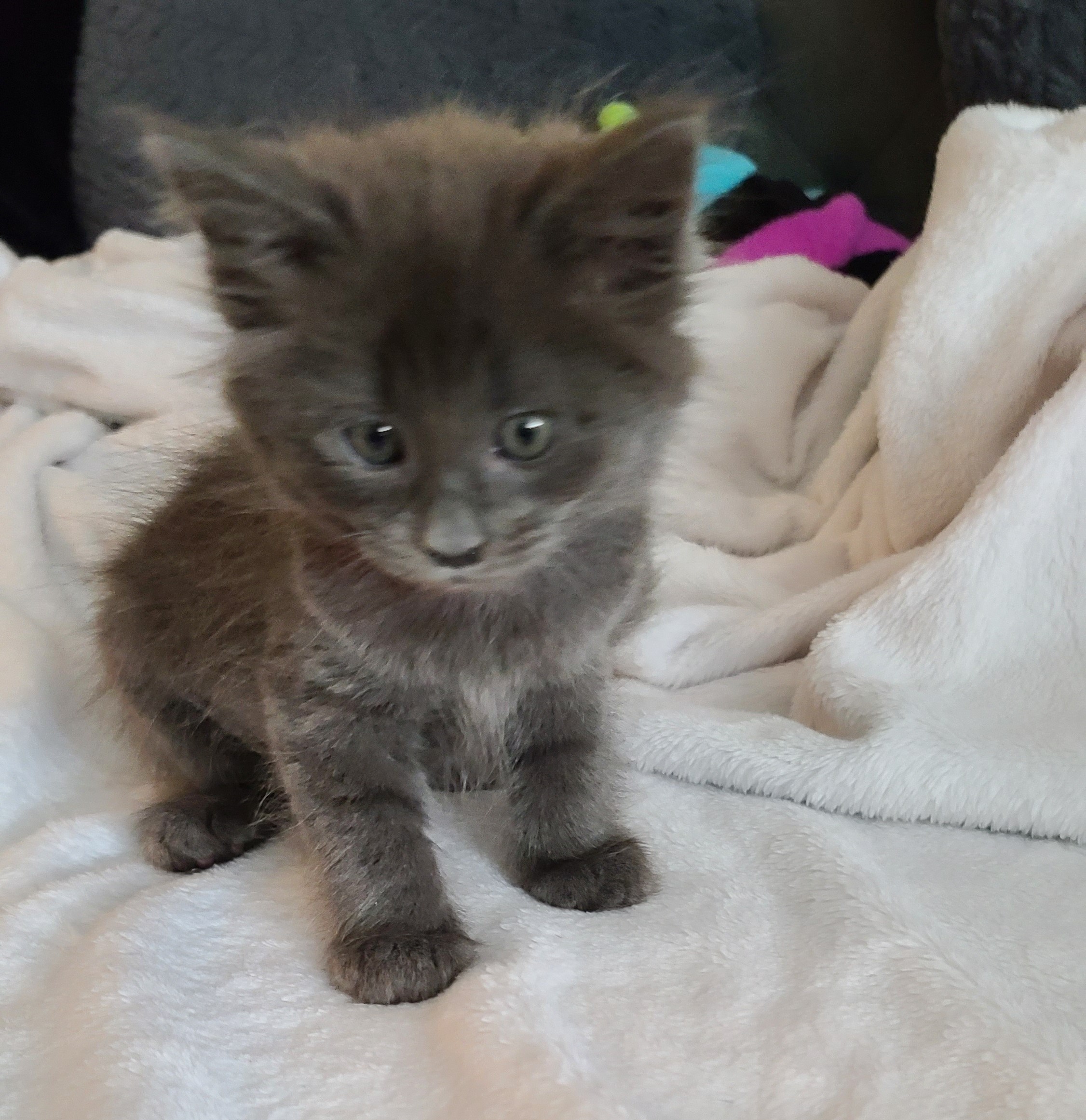 A fluffy gray kitten with wide eyes sits on a soft, white blanket, looking curious and alert.