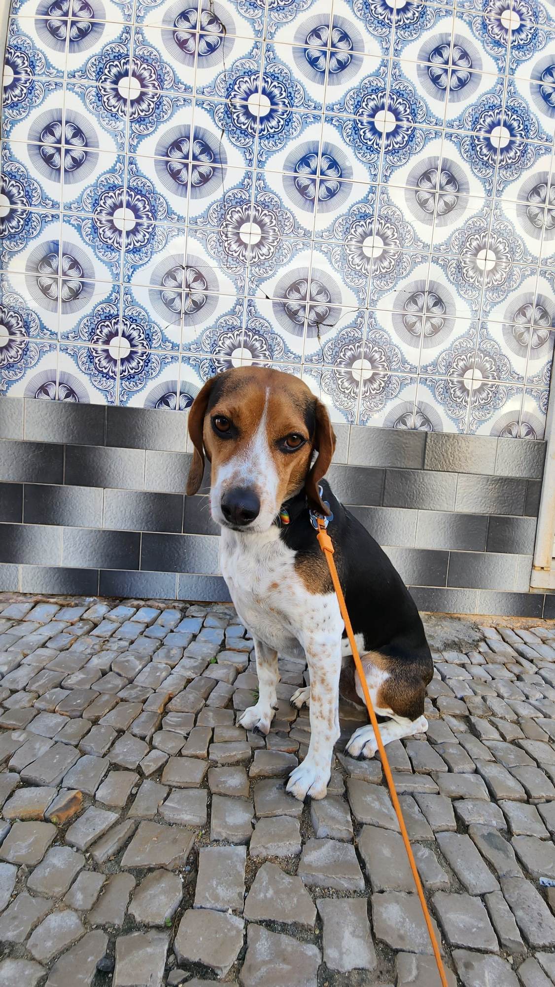 A beagle with a tricolor coat sits on a cobblestone path, leashed with an orange lead. Behind the dog is a decorative wall with intricate blue and white tile patterns.