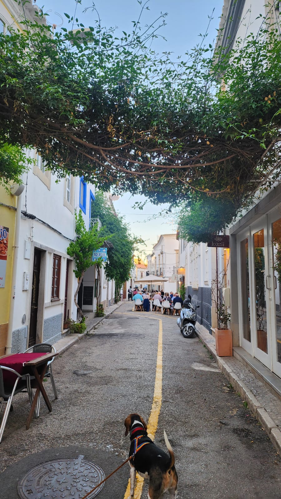 A beagle on a leash walks down a narrow, charming street lined with white buildings. Above, lush greenery forms an archway, while in the distance, people are gathered at tables under umbrellas, creating a cozy atmosphere. A scooter is parked along the side.