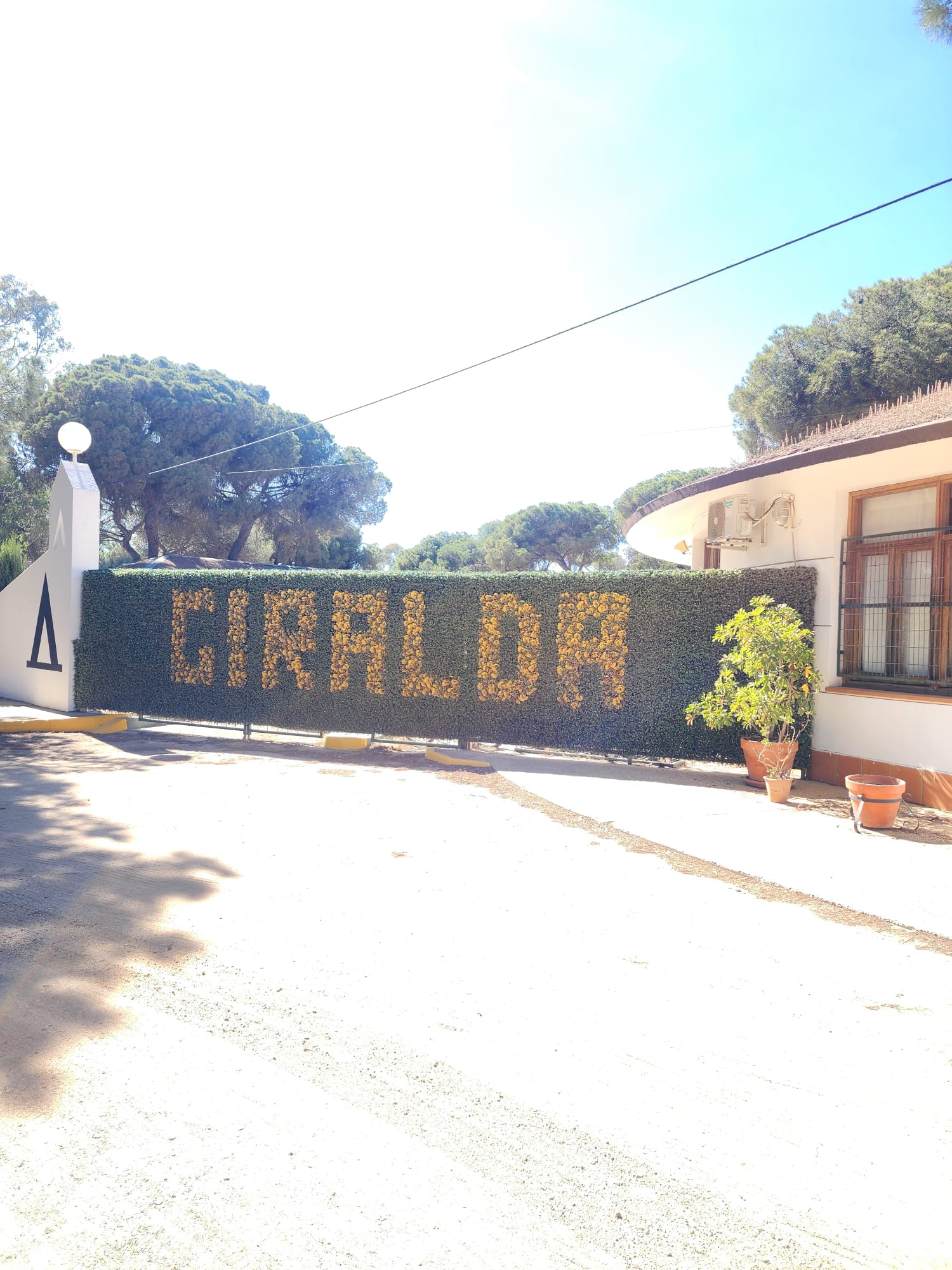 A hedge with the word "GIRALDA" spelled out in yellow flowers stands in a sunlit area, surrounded by trees and a building with a window and potted plants nearby.