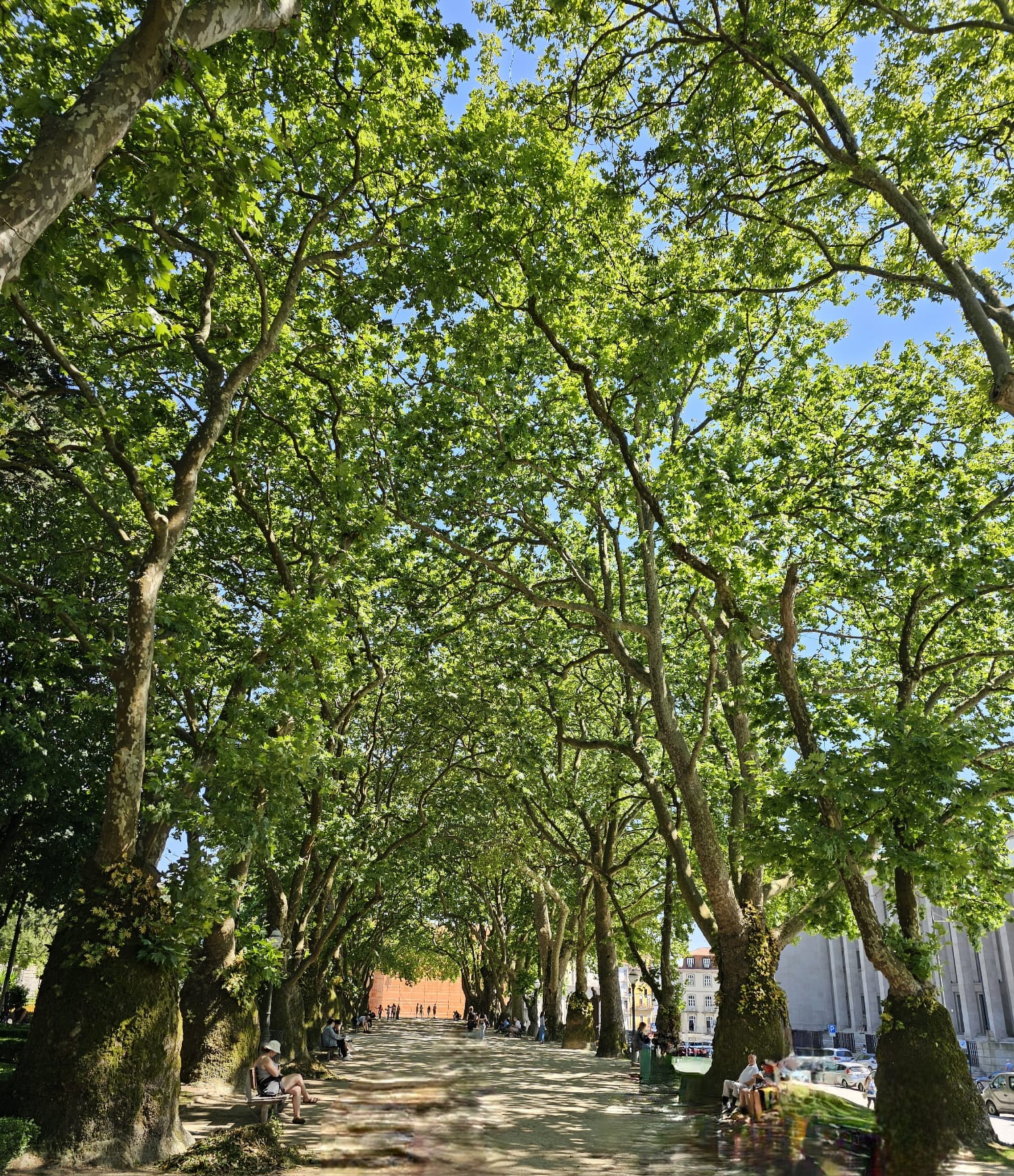 A sunlit pathway lined with tall, leafy trees creates a lush canopy overhead. People sit on benches along the path, enjoying the shade. In the distance, a few buildings are visible under a clear blue sky.