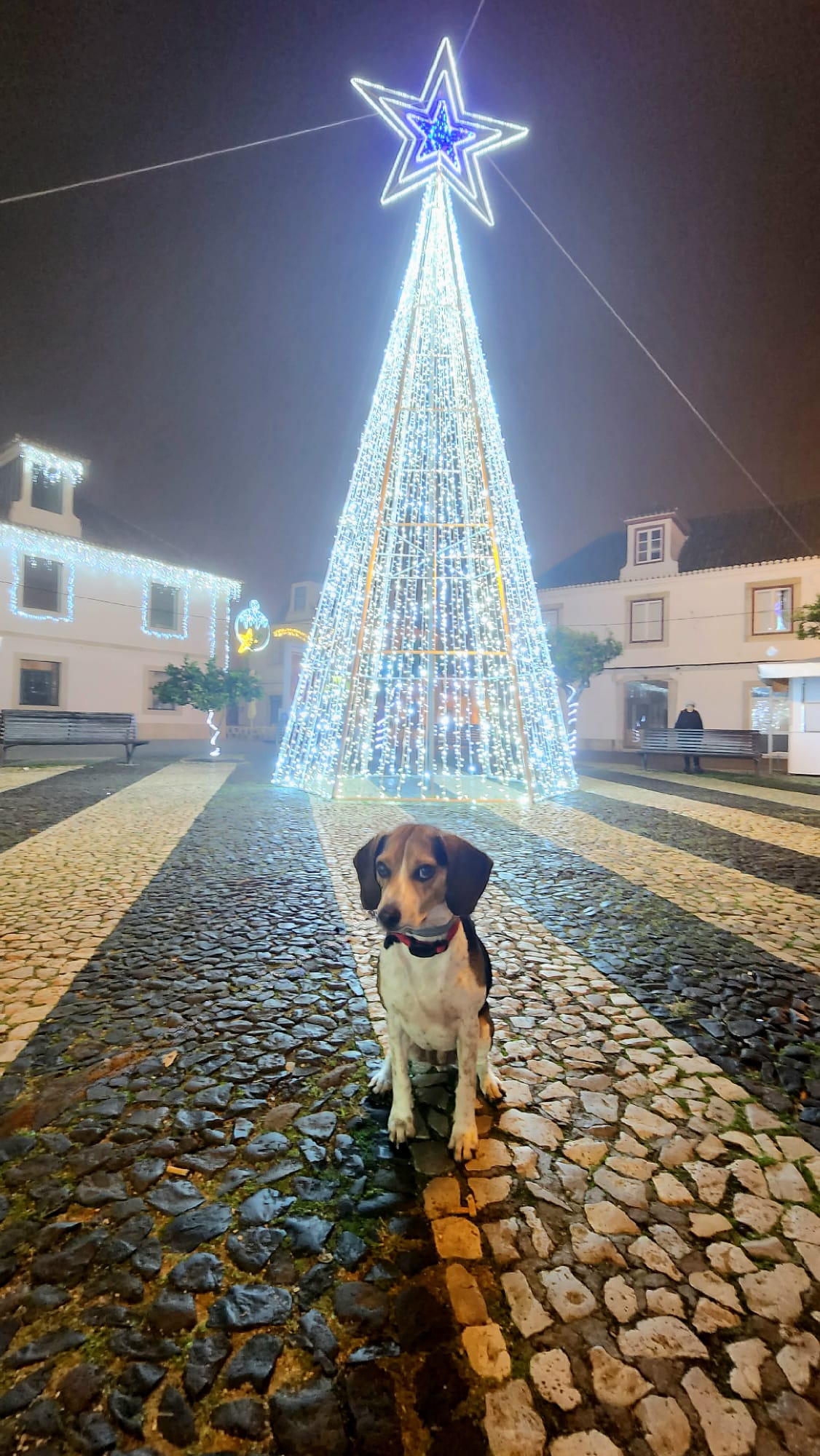 Beagle dog sitting in front of a tall illuminated Christmas tree in Vila Real de Santo António Portugal at night