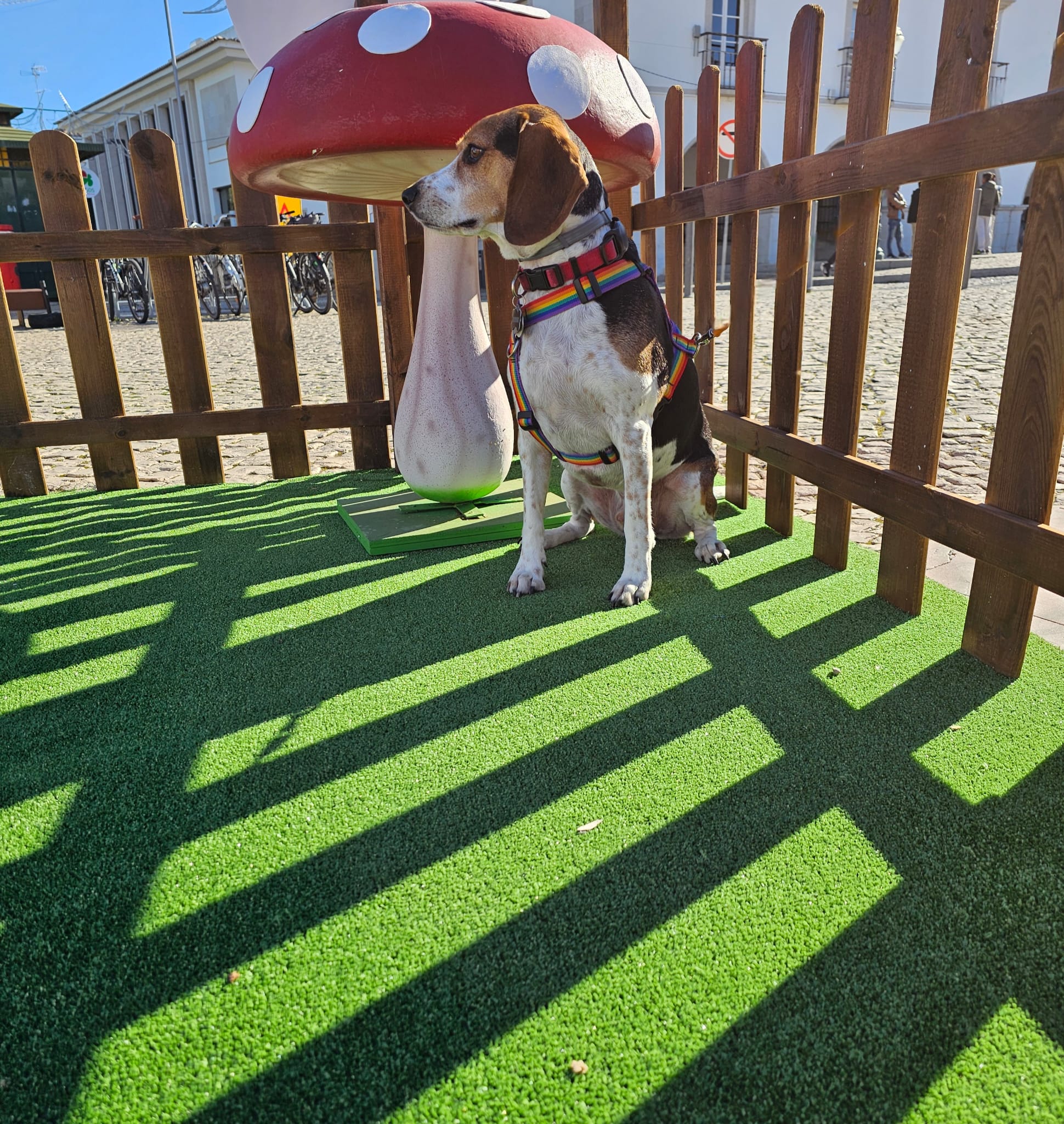 Bodhi the beagle mix standing on green artificial grass next to a giant decorative mushroom at an outdoor event in Portugal