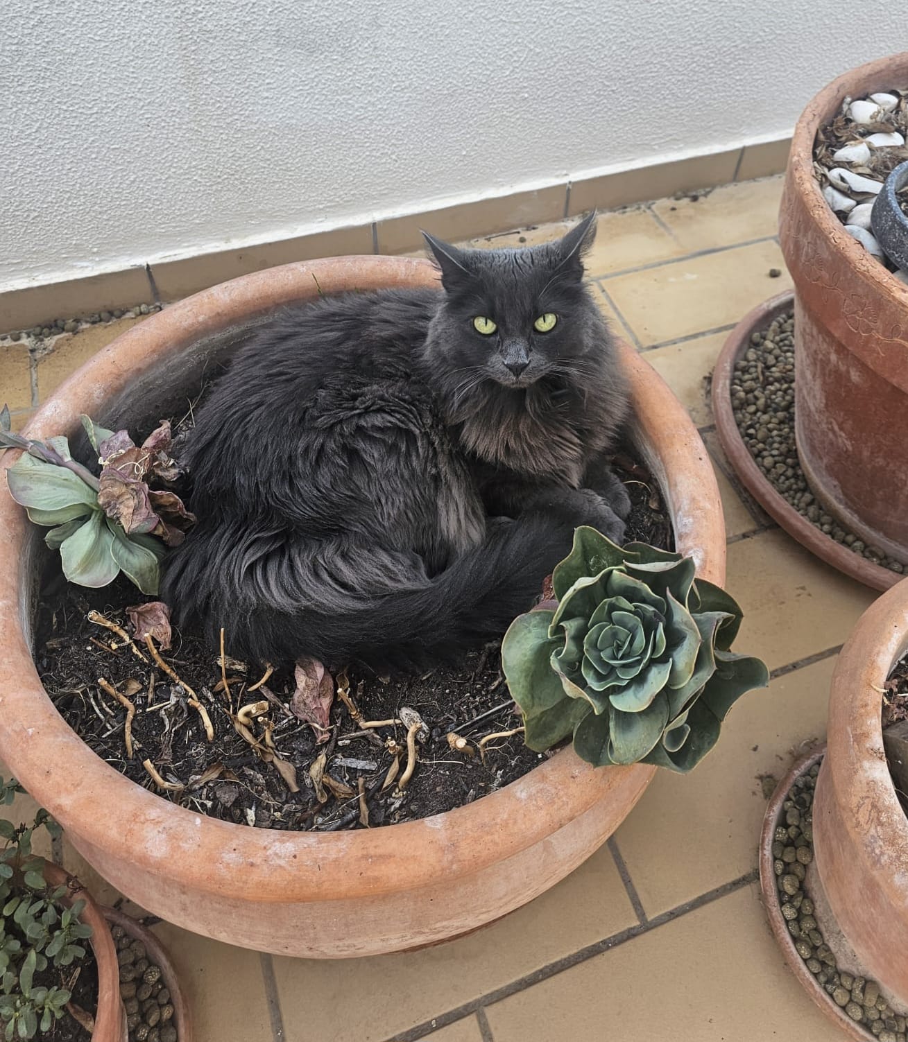 Wednesday the fluffy gray cat sitting inside a terracotta garden pot surrounded by succulents on a sunny patio in Portugal